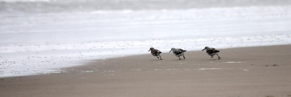 Kleine strandloper